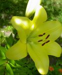 fotografie Záhradné kvety Ľalia Ázijského Hybridy (Lilium), žltá