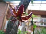 Photo Martagon Lily, Common Turk's Cap Lily characteristics