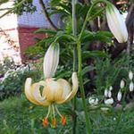 Photo Martagon Lily, Common Turk's Cap Lily characteristics