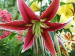 Foto Flores de jardín Lirio Oriental (Lilium), rojo