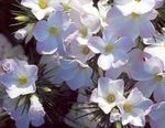 Photo Large-flowered Phlox, Mountain Phlox, California Phlox characteristics