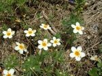 Foto Flores Grandes Phlox, Phlox Montaña, Phlox California (Linanthus), blanco