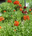 フォト 庭の花 マルタ十字、エルサレムクロス、ロンドンプライド (Lychnis chalcedonica), 赤