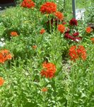 fénykép Kerti Virágok Máltai Kereszt, Jeruzsálem Cross, London Büszkesége (Lychnis chalcedonica), piros