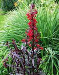 Flor Cardinal, Lobelia Mexicano