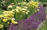 Foto Dārza Ziedi Salds Alyssum, Salds Alison, Piejūras Lobularia (Lobularia maritima), purpurs