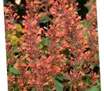 Foto Flores de jardín Agastache, Híbrido Anís Hisopo, Menta Mexicano , naranja