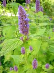 Fil Trädgårdsblommor Agastache, Hybrid Anis Isop, Mexikansk Mynta , lila