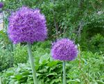 фота Садовыя Кветкі Лук Дэкаратыўны (Allium), фіялетавы