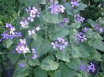 Фото Садовые Цветы Лунник однолетний (Лунария) (Lunaria), сиреневый