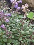 Dverg Snapdragon, Fairy Snapdragon, Malling Toadflax