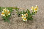 Alpine Toadflax, Toadflax Japońsku