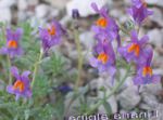 фота Садовыя Кветкі Зарніца Альпійская, Зарніца Японская (Linaria), бэзавы