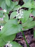 Photo False Lily of the Valley, Wild Lily of the Valley, Two-leaf False Solomon's Seal characteristics