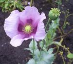 Photo les fleurs du jardin Coquelicot (Papaver), lilas