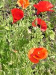 Corn Poppy