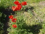 fotografie Zahradní květiny Orientální Mák (Papaver orientale), červená