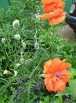 fotografija Vrtno Cvetje Orientalski Mak (Papaver orientale), oranžna