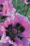 Фото Садовые Цветы Мак восточный многолетний (Papaver orientale), сиреневый