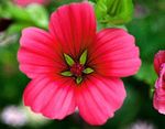 foto Tuin Bloemen Malope (Malope trifida), rood