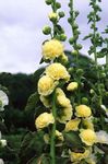 Bilde Hage blomster Stokkrose (Alcea rosea), gul