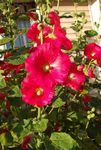 Bilde Hage blomster Stokkrose (Alcea rosea), rød