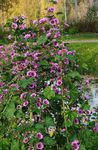 Mallow, French Hollyhock