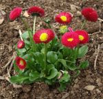 სურათი ბაღის ყვავილები Bellis Daisy, English Daisy, გაზონის Daisy, Bruisewort (Bellis perennis), წითელი