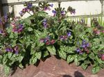 フォト 庭の花 肺の麦汁 (Pulmonaria), ライラック