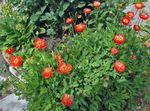 foto I fiori da giardino Himalayan Papavero Blu (Meconopsis), rosso