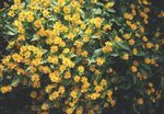 Smör Daisy, Melampodium, Guld Medaljong Blomma, Stjärna Daisy