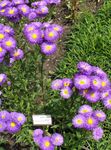 Photo bláthanna gairdín Nóinín Cois Farraige, Aster Trá, Flebane (Erigeron glaucus), corcra