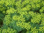 Cypress Spurge Bonaparte Krona, Kyrkogård Mossa