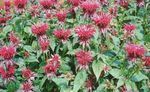 Fil Trädgårdsblommor Bee Balsam, Vild Bergamott (Monarda), röd