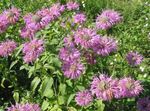 Monarda