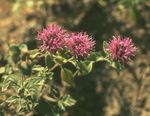 Foto Gartenblumen Scharlach Monardella, Kolibri Coyote Minze , rot