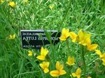 Lobelia Oro, Lobelia Amarillas