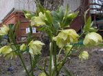 Photo bláthanna gairdín Nollag Ardaigh, D'ardaigh Charghais (Helleborus), buí