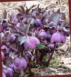 Photo bláthanna gairdín Nollag Ardaigh, D'ardaigh Charghais (Helleborus), corcra