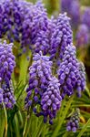 Photo bláthanna gairdín Hyacinth Fíonchaor (Muscari), corcra