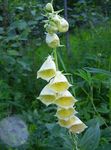 Photo les fleurs du jardin Digitale Pourprée (Digitalis), jaune