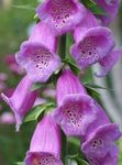 Foto Dārza Ziedi Uzpirkstīte (Digitalis), ceriņi