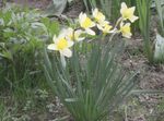 снимка Градински цветове Жълт Нарцис (Narcissus), бял