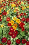 Bilde Hage blomster Nasturtium (Tropaeolum), rød