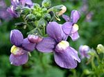 fénykép Kerti Virágok Cape Ékszerek (Nemesia), lila