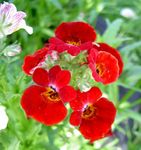 fénykép Kerti Virágok Cape Ékszerek (Nemesia), piros