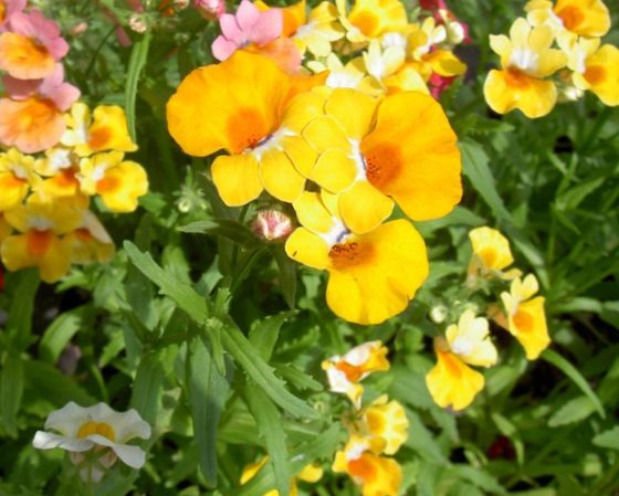 https://chudovo.org/pic/garden_flowers/474_2824_cape_jewels_bg.jpg
