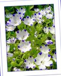 Фото Садовые Цветы Немофила (Nemophila), белый