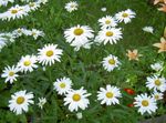 fotografija Vrtno Cvetje Ox-Eye Daisy, Shasta Daisy, Field Daisy, Marguerite, Luna Daisy (Leucanthemum), bela