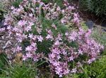 Photo Garden Flowers Acantholimon, Prickly Thrift , pink